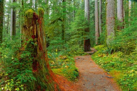 Rain Forest In Oregon Stock Photo Image Of Pacific Ecology 65822002