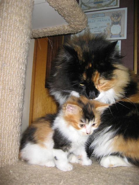 By shayna meliker and laura cross | fri jan 09 14:26:00 est 2015. How to Be a Responsible Cat Owner | Calico Cats & Torties ...