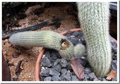 I give them a lot of sun and not so much water. Succulents and More: Rotting cactus update