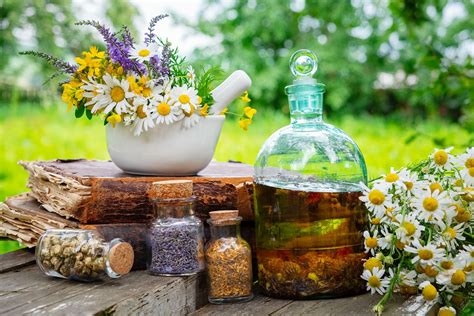 Plantas Medicinales Una Opción Tradicional Y Natural Para Conservar La