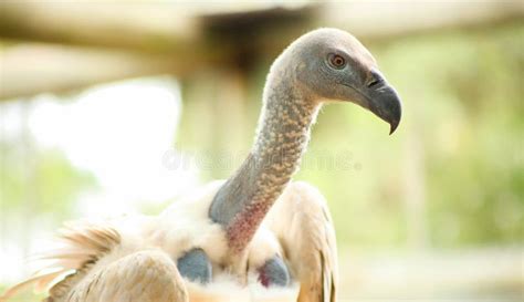 Close Up Of An African Vulture Stock Image Image Of Fierce Bird