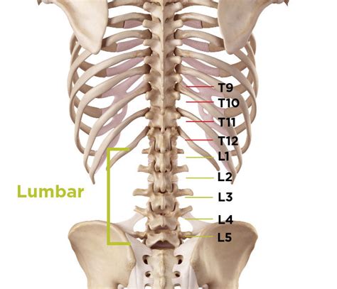 Back Braces And Treatments For Spinal Stenosis Braceability