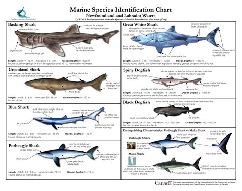 Marine Species Identification Chart Animal Kingdom Pinterest