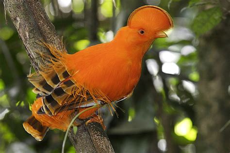 Coq De Roche Orange Male Sylvain Cordier Wildlife