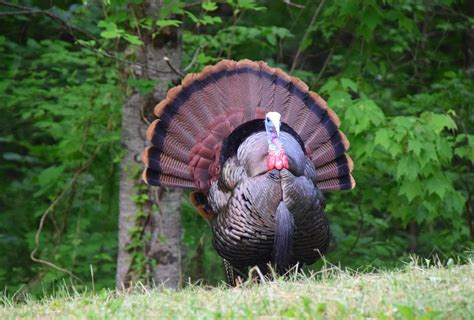 Alabama Spring Turkey Season Begins Saturday