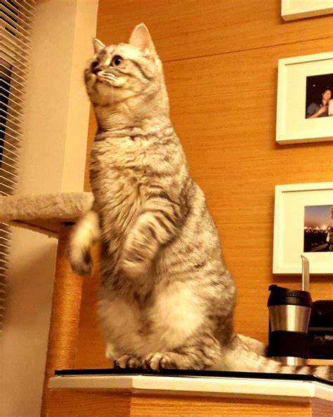 Cat Standing Up Cute Cats Hq Pictures Of Cute Cats And