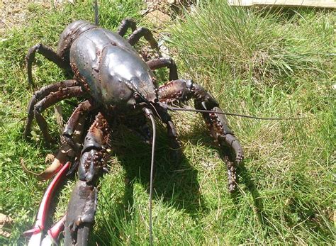 Largest Ever Fine For Poaching Giant Freshwater Crayfish