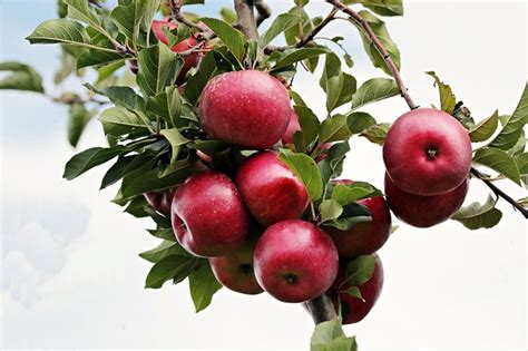 Revolutionizing Apple Cultivation In India Kailashpati Shivdev Nursery