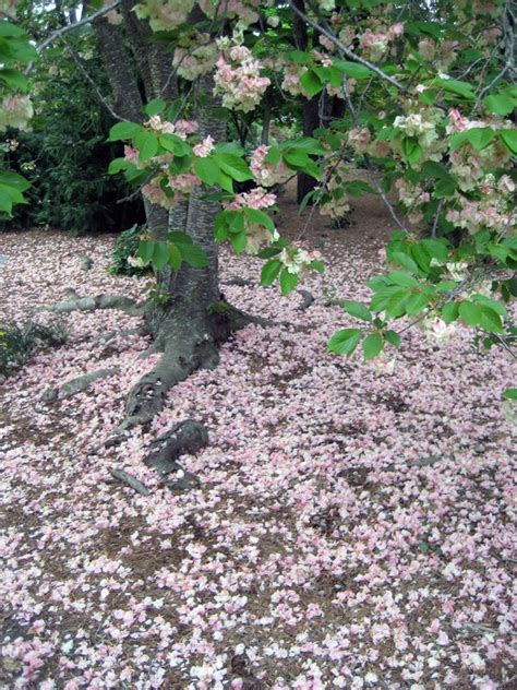 Maybe you would like to learn more about one of these? Flowering Cherry Trees are Blooming Now