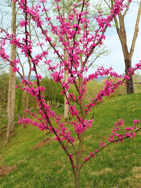 Redbud Cercis Canadensis Appalachian Red Planted In A Side Yard