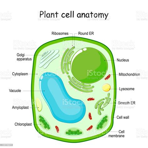 Plant Cell Structure Stock Illustration Download Image Now Plant