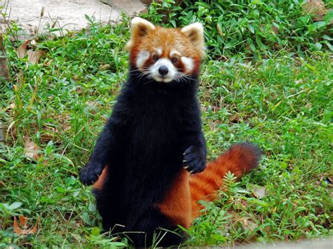 Scientists Will Help Conservation Of Red Pandas By Using Gps Collars
