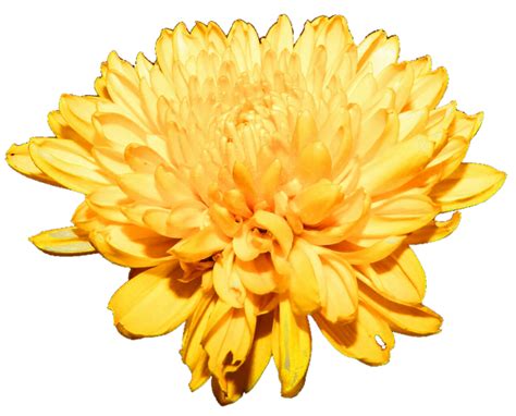 Chrysanthemum Png Free Download Png Mart
