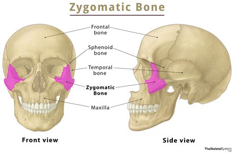 Zygomatic Bone Cheekbone Functions Anatomy And Diagram