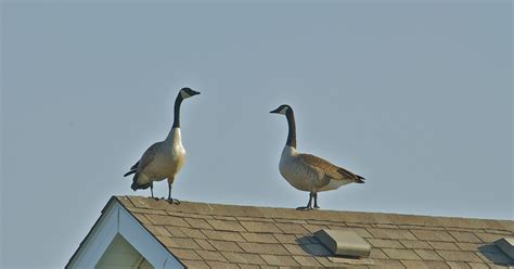 How to raise geese is a complete ebook that will guide you on how to raise a healthy geese and get the most profit you can from them even if your an how much does it cost to raise geese? Stone: Wild geese are always adapting