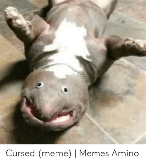 Cursed Meme Memes Amino Meme On Meme