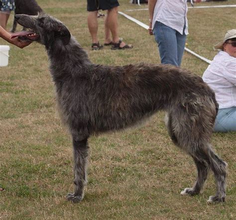 Deerhound The Breed Archive