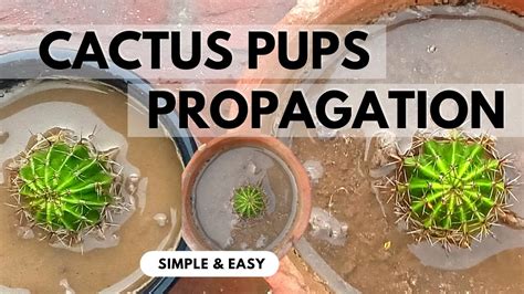 Cactus Pups Propagation How To Propagate Cactus Quickly Youtube