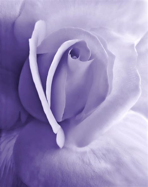 Purple Passion Rose Flower Photograph By Jennie Marie Schell Fine Art