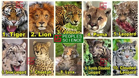 Top 10 Biggest Wild Cats In Animal World Youtube