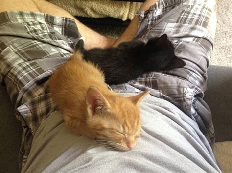 Adopted Cat Brothers Continue Sleeping Together Even After They Outgrow