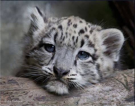 Blue Eyes Snow Leopards Pinterest