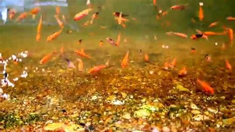 Marugen Koi Farm Baby Koi Fry 2 Weeks Old Youtube