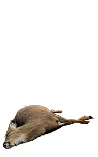Drawing iron man vs captain america part 2. Collection of Dead Animal PNG. | PlusPNG