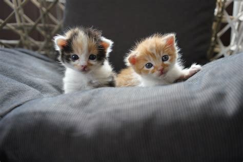 Two Baby Kittens Next To Each Other On A Bed