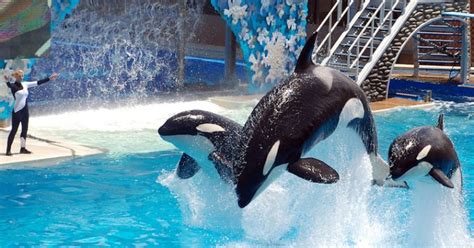 Seaworld Promises To Make Killer Whale Tanks Bigger