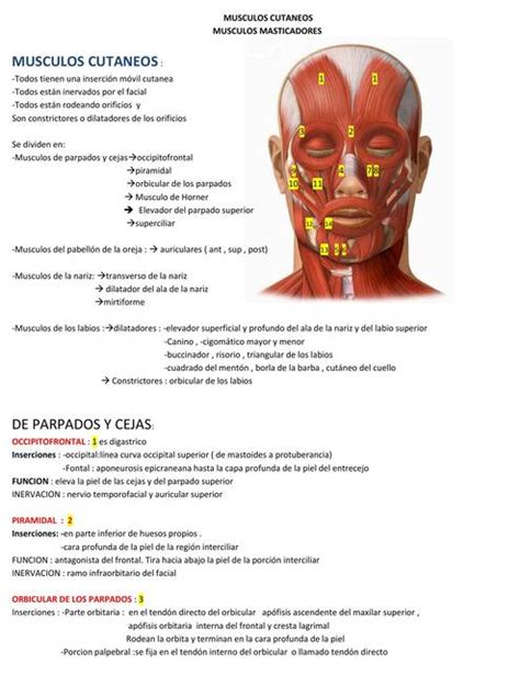 Músculos Cutáneos Y Masticadores Anatomía Salud Udocz