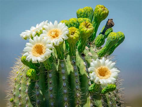 Flower And Saguaro Cactus Prints Art And Collectibles Jan
