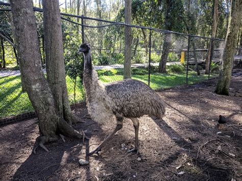 David Fleay Wildlife Park Loman Lane Burleigh Heads Qld 4220 Australia