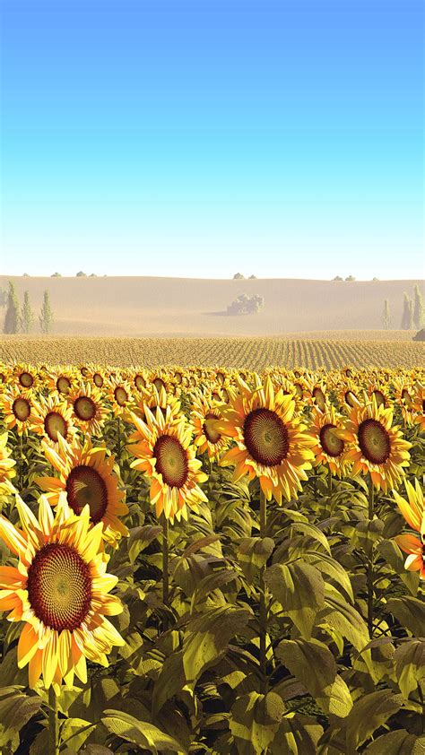1920x1080px 1080p Free Download Sunflowers Art Amuse Amusing