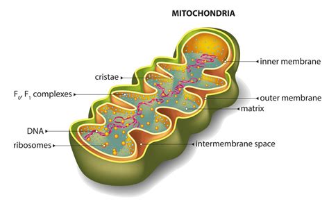 Muscle cells, for example, have many. Mitochondria Functions - Biology Wise
