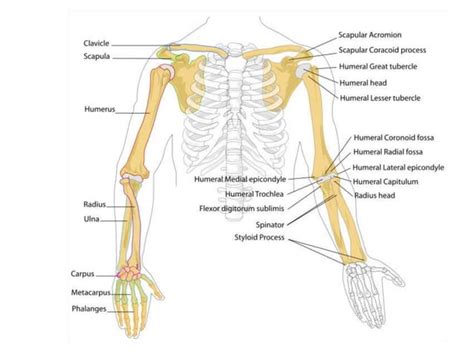 Anatomy Upper Limb Scapulohumeral 24112010