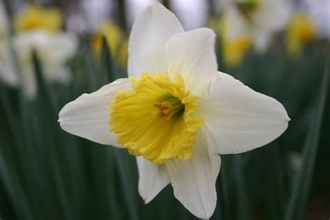 Daffodil Vs Jonquil Identification Walter Reeves The Georgia Gardener