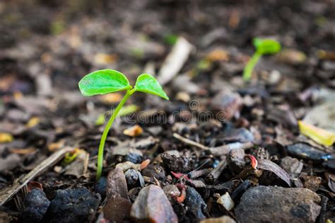 Green Sprout Growing From Seed Stock Image Image Of Green Country