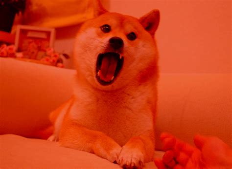 Doge Meme  Doge Meme S Tenor Lift Your Spirits With Funny