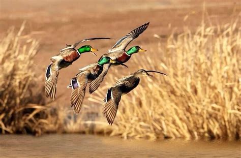 Life As Outdoorsmen On Twitter Waterfowl Hunting Hunting Photography