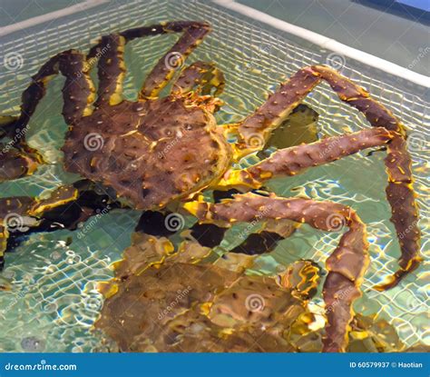Live Alaskan Crabs Stock Image Image Of Delicacy Tank 60579937
