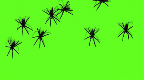 Animation Of Spiders On Green Screen Creepy Crawling Motion Background
