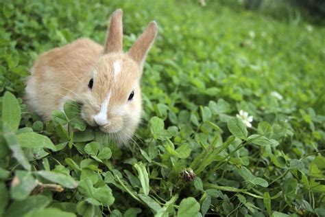 Repelentes Caseros Y Plantas Para Ahuyentar A Los Conejos De Tus