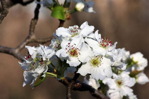 Pear Blossoms In Spring Free Stock Photo Public Domain Pictures
