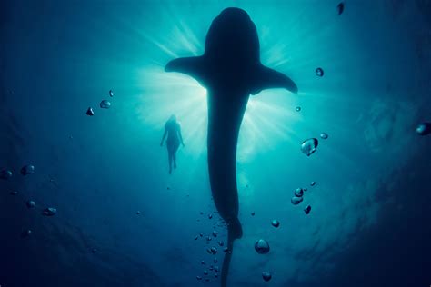 Silhouette Of Shark Underwater Whale Model Hd Wallpaper Wallpaper