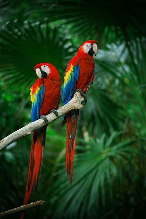 Couple Scarlet Macaws Parrots Art Parrot Wallpaper Pet Birds