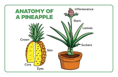 Types Of Pineapple Pineapple Facts The Table By Harry And David