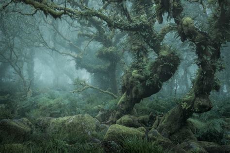 Photos Of The Tangled Mossy Trees In A Foggy English Wood Petapixel
