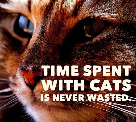 Cat Quotes 25 Sayings Only Cat Lovers Will Understand