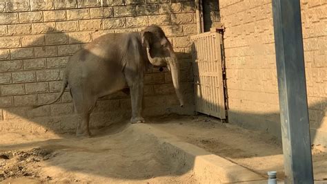 Poor Elephants Abnormal Behavior In Korean Zoo Youtube